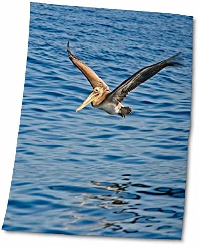 Птица за фотография 3dRose Boehm - Кафяв пеликан Край бреговете на Калифорния - Кърпи (twl-282326-3)