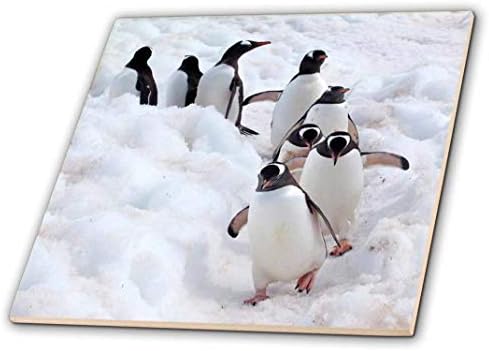 3. Антарктида, остров Кювервиль, теракот Gentoo Penguins, която върви по своята пътека, 4