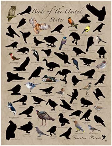 Птици на Северна Америка - Задължително за гледане - Скреч плакат (18 x 24 - Произведено в Северна Америка) - Плакат с птици, 18 x 24