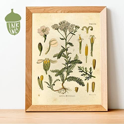 Ink Inc. Стенни рисунки с ботанически щампи - Диви цветя - цветя фигура - Комплект размер 9, 5x7 инча - Без рамка