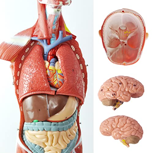 Модел на човешките мускули и органи EVOTECH, Модел Мускулната система от 27 части 1/2 в Реален размер с Подвижна орган, Модел Анатомия на