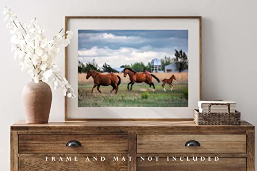 Принт със снимка на кон (Без рамка) Изображение Жребец, Кобила и конче, Пускающихся в Галоп във ферма в провинцията на щата Тексас,