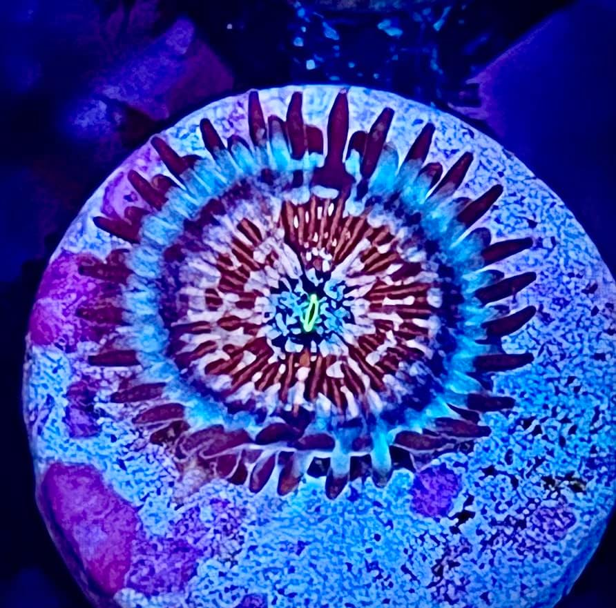 coralSLover Фрагменти на живи морски корали - бяло зомби-зоантиды (1 глава)