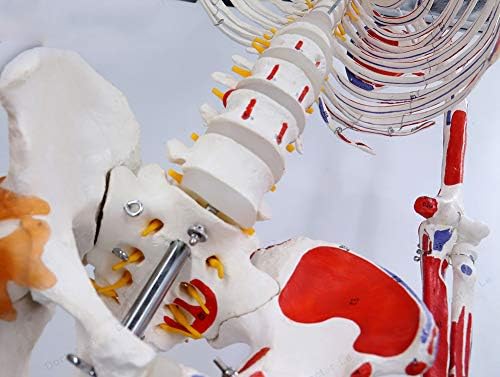 Раскрашенный и номериран, определени за анатомирования скелета WLKQ, Анатомическая модел на човешкия скелет Скелетната система в