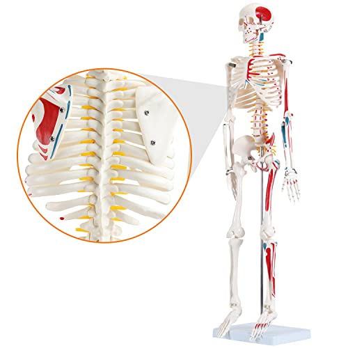 Модел на човешкия Скелет HINGONS за Анатомирования, Анатомический Скелет с височина 33,5 инча с Подвижни ръце и Крака, Боядисани