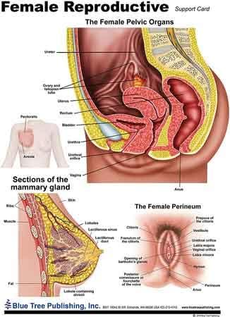 Синьото Дърво Публикува Женските Полови Анатомията, Таблица Анатомията на Раждането При бременност