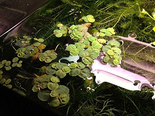 Риби и Аквариуми 10 Плувки с Червени Корени Phyllanthus Fluitans Плаващ Завод За Воден Декор