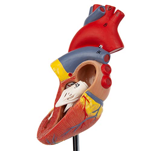 Модел сърцето Ос Scientific, луксозна копие на човешкото сърце в пълен размер от 2 части с 34 анатомични структури, запечатани